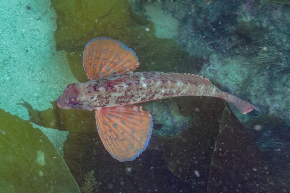 Spiny red gurnard (Chelidonichthys spinosus) Roter Stachelknurrhahn