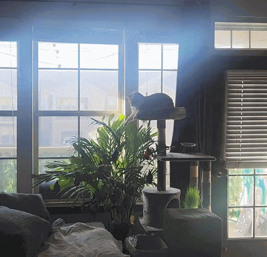 GIF animé