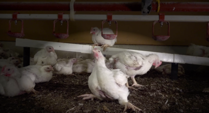 Les poulets d'une exploitation suisse, sélectionnés pour une croissance rapide et une production de viande élevée. Ils souffrent souvent de problèmes de santé tels que des difficultés de mouvement, de ...
