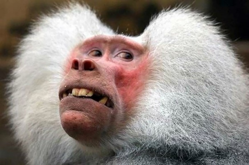 Unfotogene Tiere

https://www.reddit.com/r/funny/