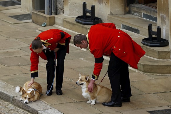 The royal corgis await the cortege on the day of the state funeral and burial of Britain&#039;s Queen Elizabeth, at Windsor Castle, Monday, Sept. 19, 2022. (Peter Nicholls/Pool Photo via AP)