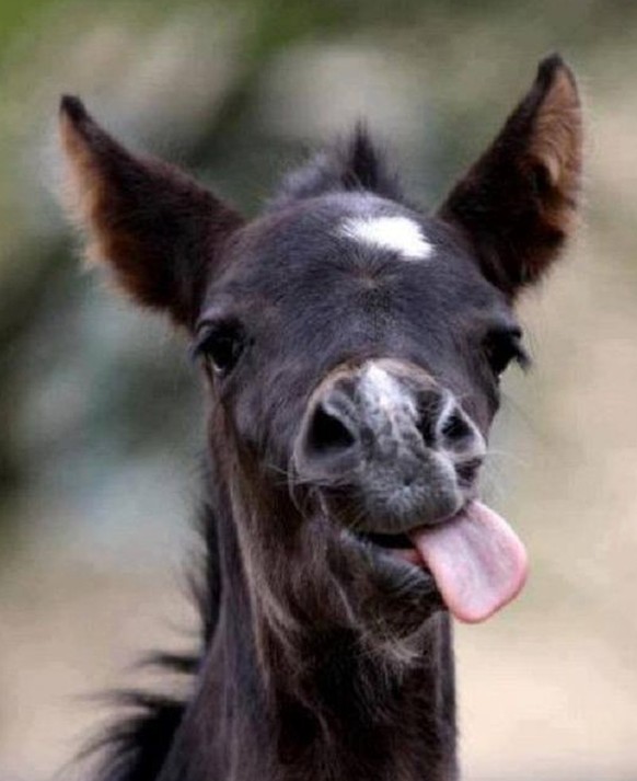 cute news tier pferd

https://ch.pinterest.com/pin/1121888957201565873/