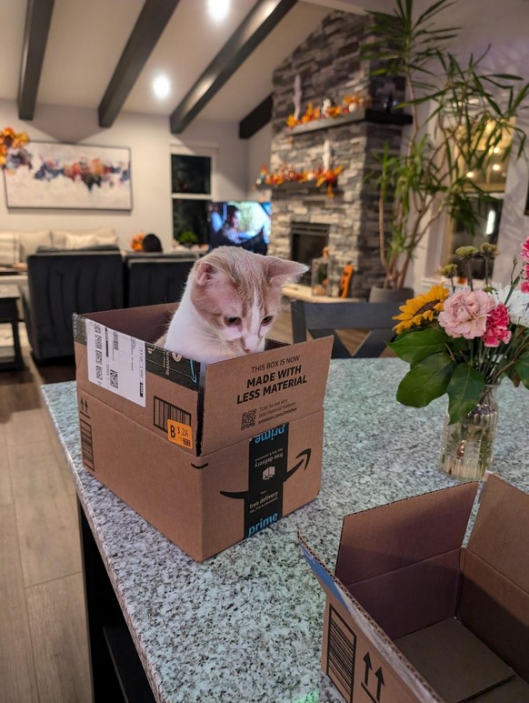 cute news tier katze

https://www.reddit.com/r/AnimalsBeingDerps/comments/1fzew78/in_one_box_contemplating_if_the_other_box_would/