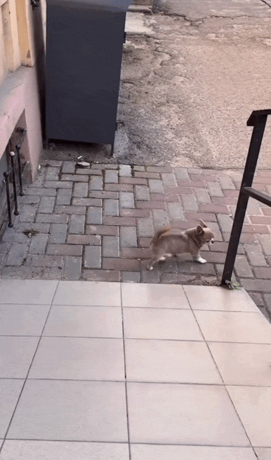 GIF animé