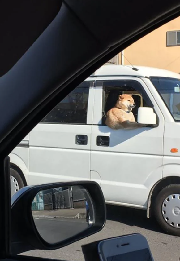 Optische Täuschung: Hund mit riesigen Oberarmen