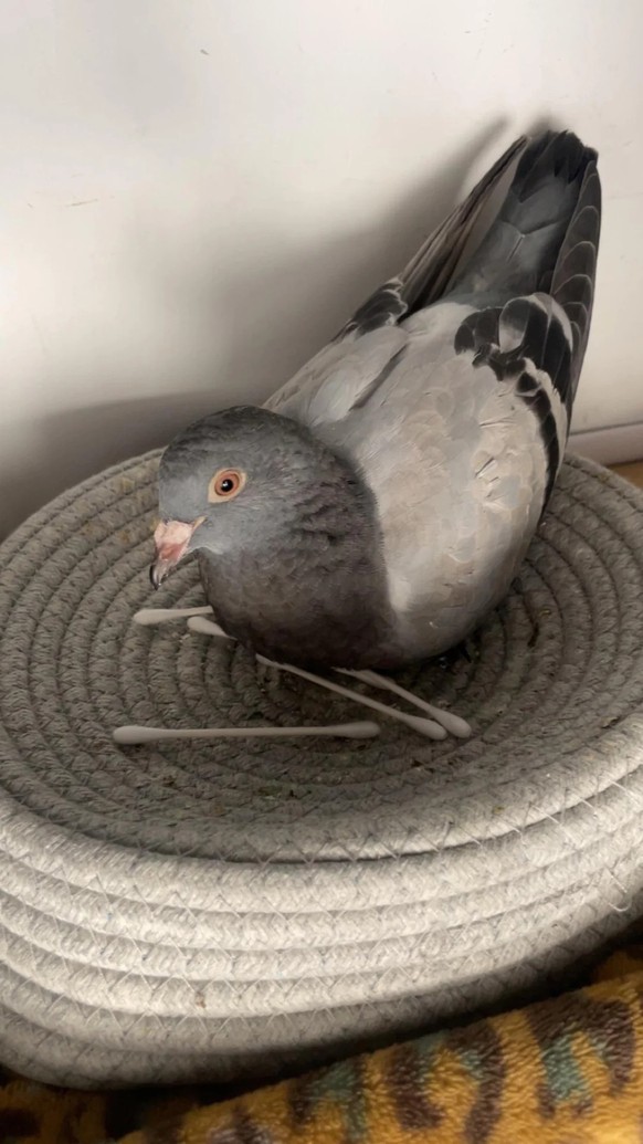cute news tier taube

https://www.reddit.com/r/pigeon/comments/1nusxz0/is_she_just_like_roleplaying_or_is_she_actually/