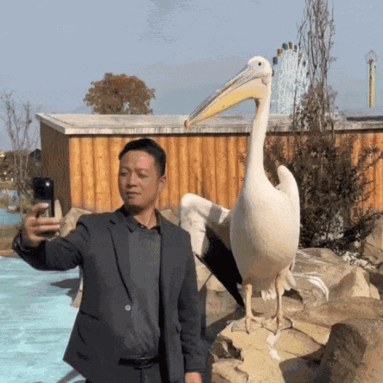 GIF animé