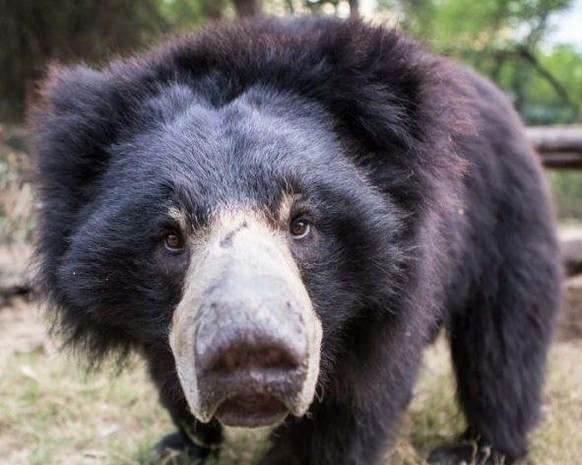 cute news tier lippenbär

https://www.reddit.com/r/Awwducational/comments/1e3v4bj/sloth_bears_are_considered_one_of_the_most/