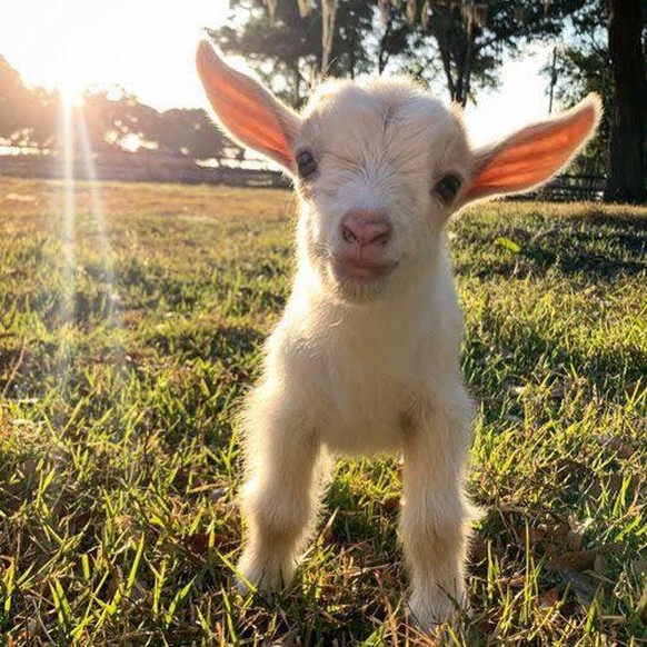 cute news animal tier goat geiss ziege

https://www.reddit.com/r/aww/comments/si37n3/how_cute_isnt_it/