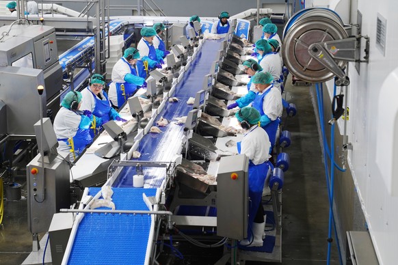 Workers process fish at Visir's fish processing facility in Grindavik, Iceland, Friday, Aug. 14, 2026. (AP Photo/James Brooks)
Iceland EU Vote