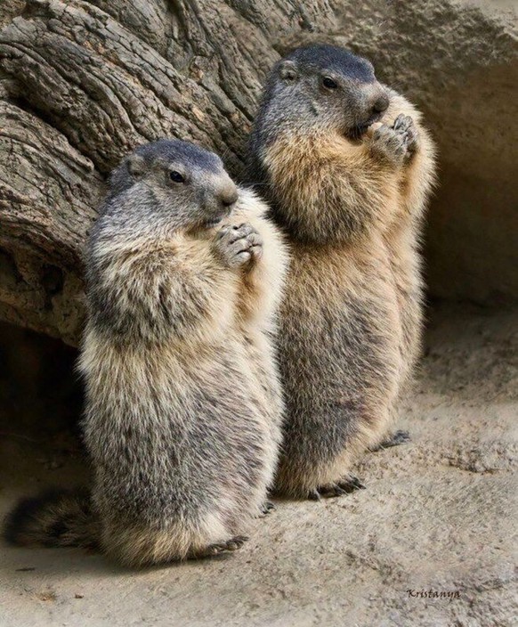 cute news tier murmeli

https://ch.pinterest.com/pin/1121888957180033466/