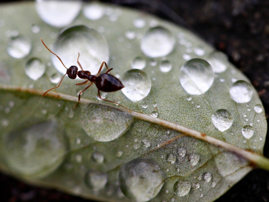 Les fourmis ont deux estomacs, un pour dig