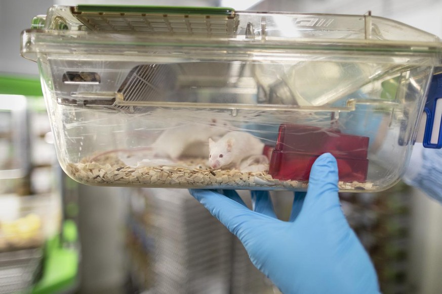 Mice in a cage, pictured in a laboratory in Switzerland on September 26, 2018. Researchers at this laboratory conduct research on animals with a focus on laboratory mice for a better understanding of  ...