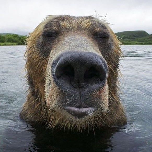 cute news tier bären und wildtierkameras

https://www.instagram.com/p/C0mAN2BvMQU/?img_index=0