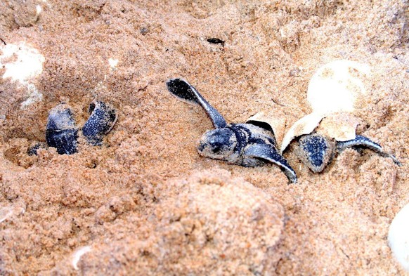 epa00943078 A handout photo released by Phuket Marine Biological Centre (PMBC) shows new born leatherback turtles hatching at the Phuket Marine Biological Center (PMBC), Phuket island, southern Thaila ...