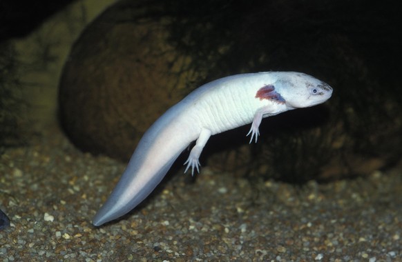 AXOLOTL ambystoma mexicanum, ALBINO, NEOTENIC LARVAL FORM, AXOLOTL ambystoma mexicanum, ALBINO, NEOTENIC LARVAL FORM
