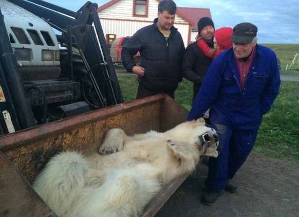 L'ours polaire abattu en 2016.