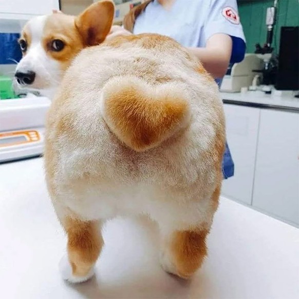 Les corgis sont trop chou.