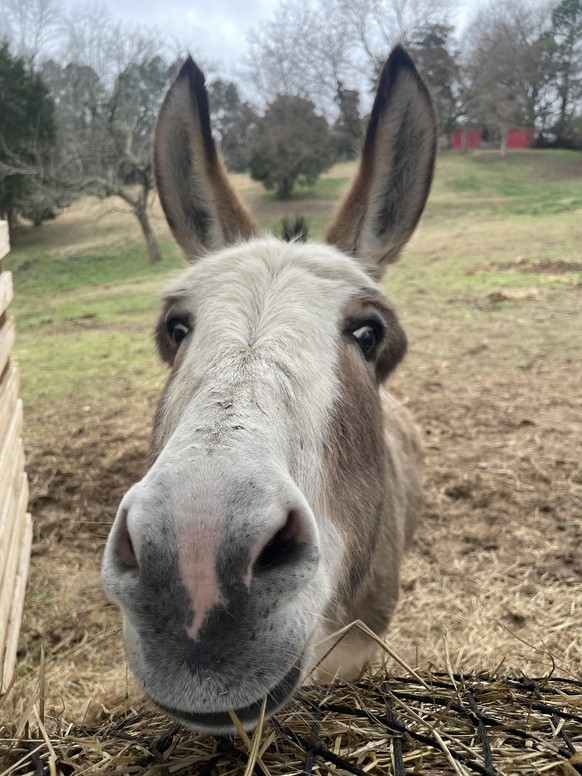 cute news tier esel

https://www.reddit.com/r/Donkeys/comments/1rhm5fe/the_cutest_snoot/