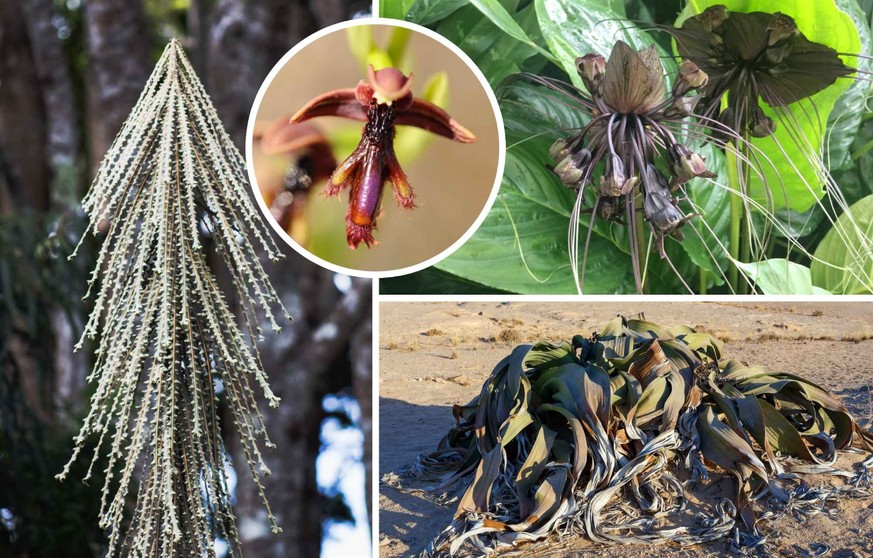 10 plantes horriblement moches qui vont vous captiver