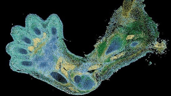 Bras d&#039;un embryon: des cellules cartilagineuses s&#039;y forment d&#039;abord, puis des os.