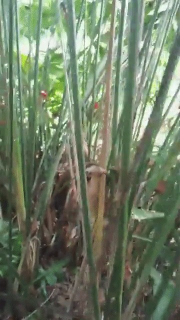 GIF animé