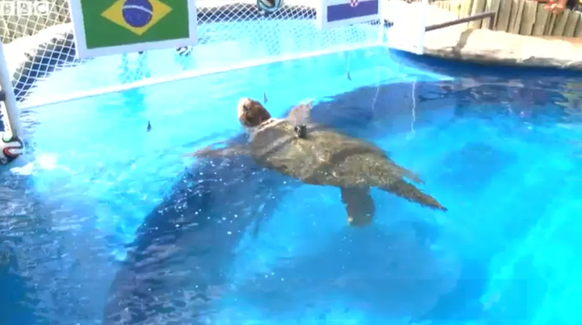 Cabeçao, la tortue pas la plus clairvoyante de l'aquarium.