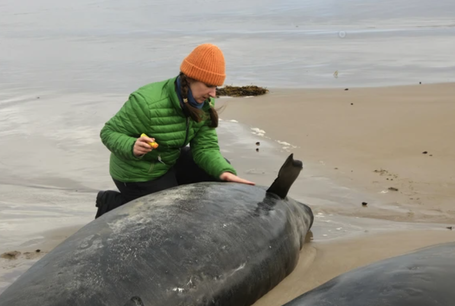 Malgré la mort de 21 cétacés sur la plage, 136 d’entre eux étaient encore vivants ce matin, selon les premières observations d’experts et de vétérinaires déployés sur ce site isolé, situé près d’Arthu ...