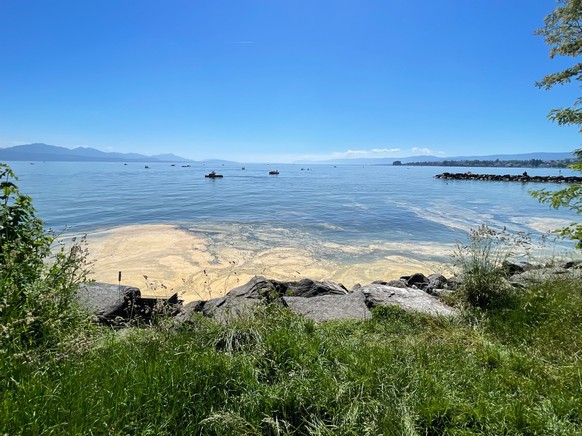 Le pollen de conifères flotte sur le Léman en mai 2026.