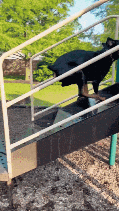 GIF animé