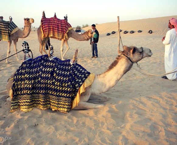 Optische Täuschung: Huckpack Kamel
