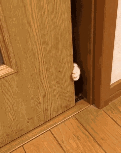 GIF animé