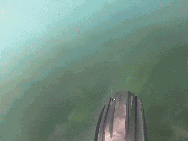GIF animé