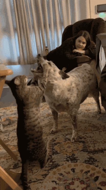 GIF animé