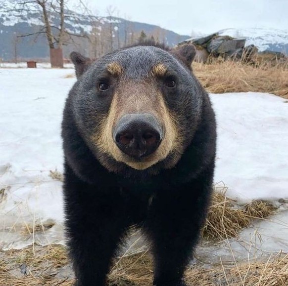 cute news tier bär

https://ch.pinterest.com/pin/1121888957172522687/