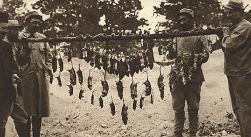Des soldats français présentent en 1915 des rats qu'ils ont capturés dans les tranchées.