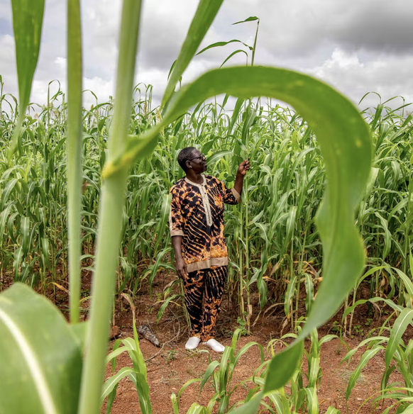 Hamado Sawadogo, agronome à l’Institut de l’environnement et de recherches agricoles du Burkina Faso, accompagne les producteurs de sorgho burkinabè depuis 30 ans.