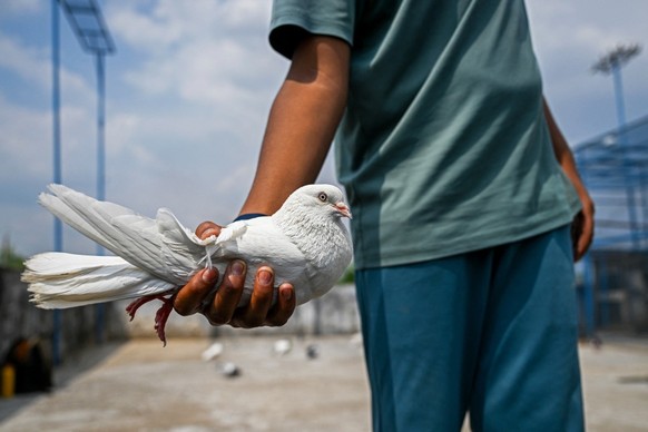 Cette photographie prise le 3 mai 2025 montre un éleveur de pigeons tenant un pigeon à l&#039;extérieur de sa volière dans le village frontalier de Pangali, près de la ligne de contrôle (LoC), dans le ...