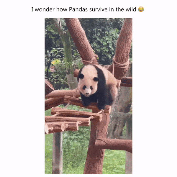 GIF animé