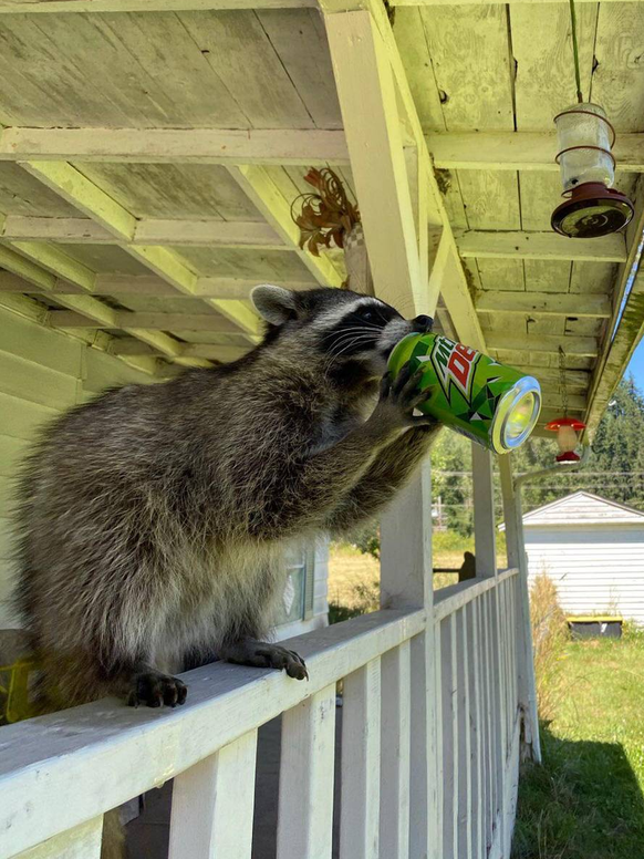 cute news tier waschbär trinkt aus Dose

https://www.reddit.com/r/Raccoons/comments/13pgp9u/dew/