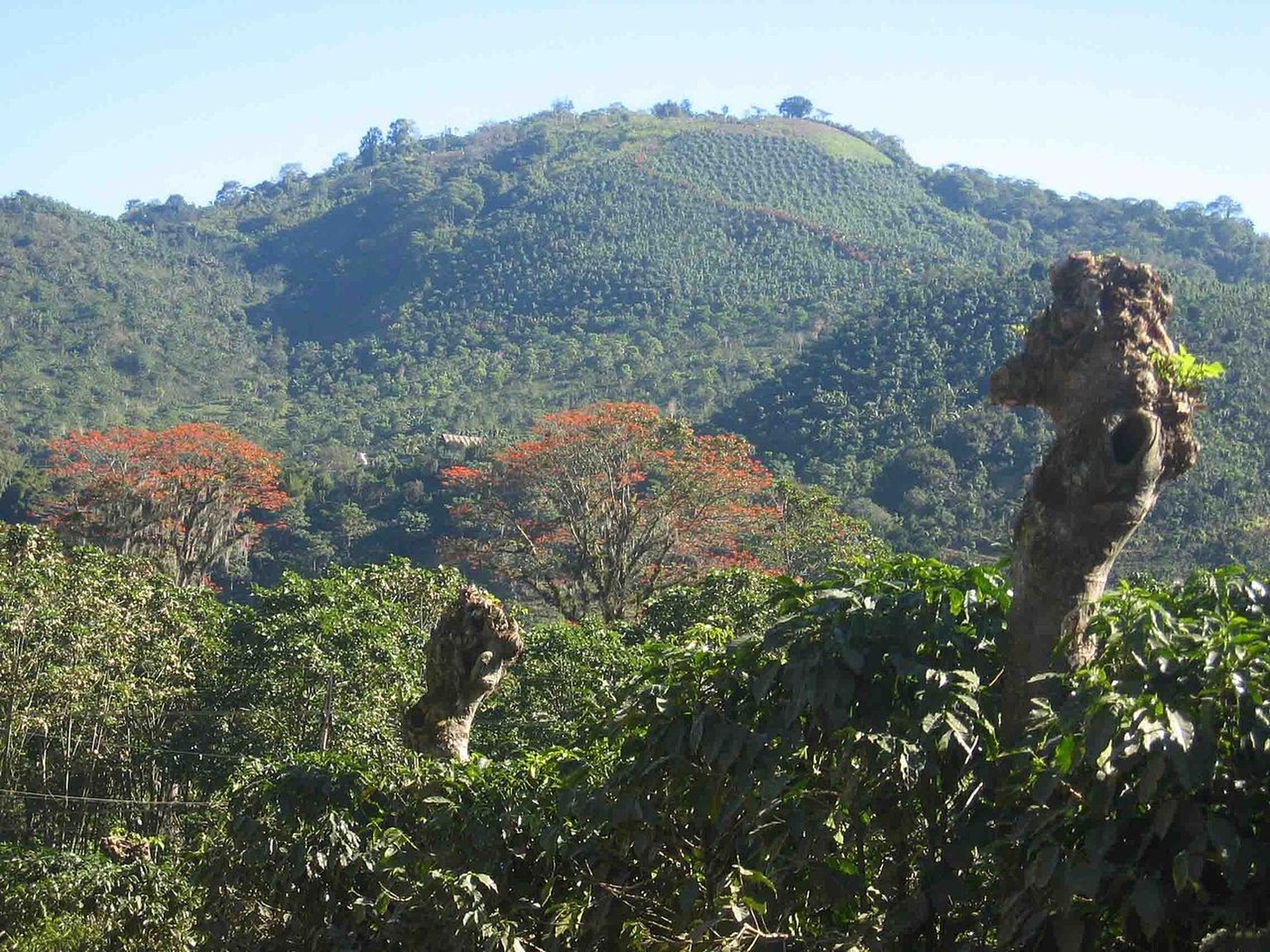 Schattenbaum auf einer Kaffeeplantage in Costa Rica.
https://commons.wikimedia.org/w/index.php?curid=9056170