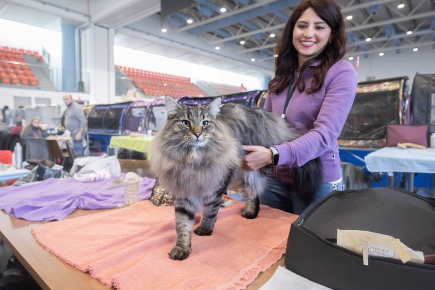 A moment during the AFSI World Cat Show, a cat exhibition, with a Certosino cat during the judging phase by the competition judge, in Chiasso, Switzerland, on Saturday, March 7, 2026.