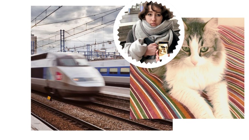 Le chat Neko (chat en japonais), qui avait quatre ans au moment des faits, a été écrasé par un train, à Paris, le 2 janvier dernier. La SNCF est désormais au tribunal pour «atteinte involontaire à la  ...