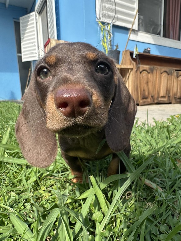 cute news tier hund

https://www.reddit.com/r/aww/comments/1u6g8bn/hello_humans/
