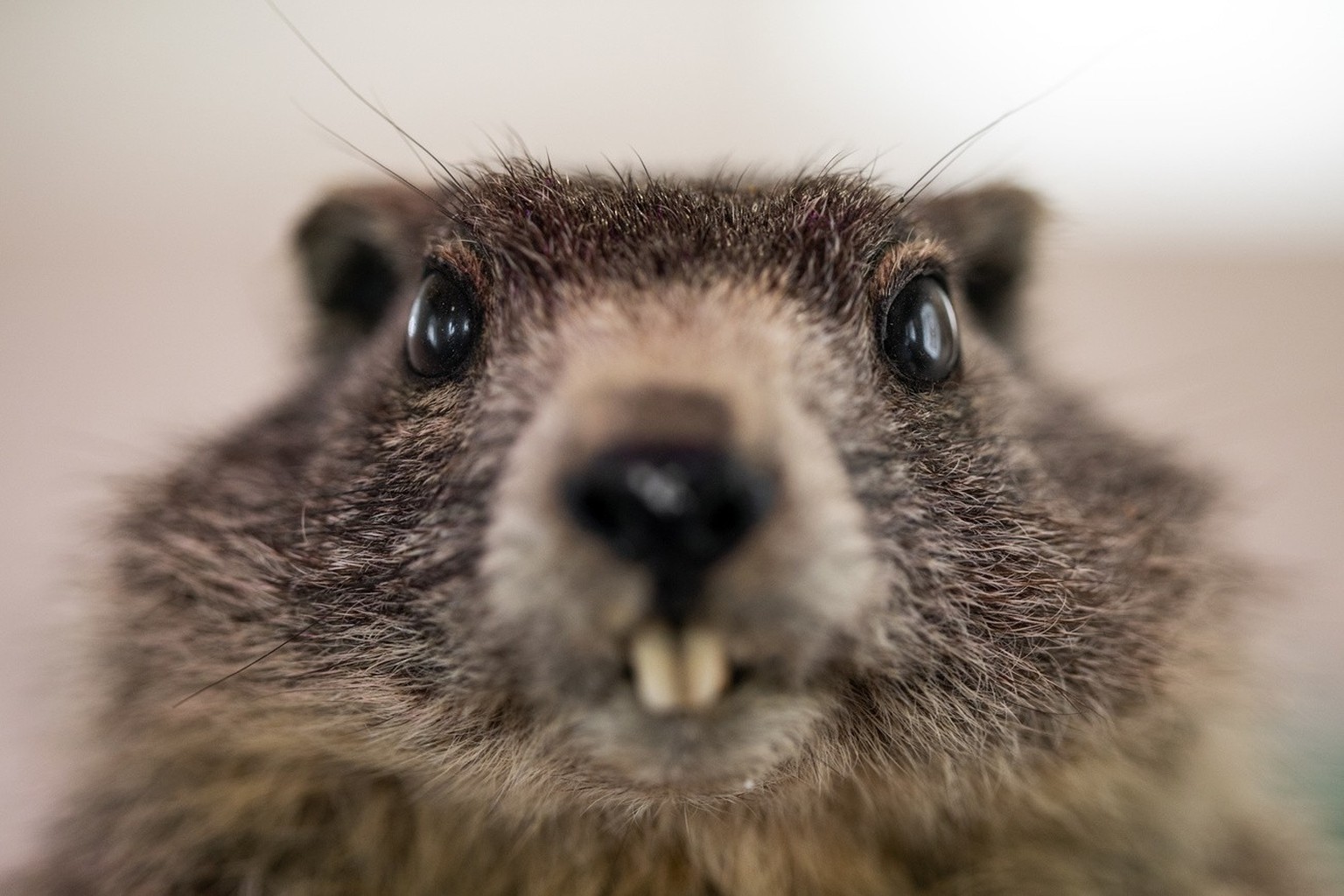 De la souris à la marmotte: de nombreux animaux sauvages sont porteurs du Covid-19