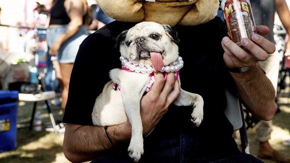 KEYPIX - Jinny Lu, a 5-year-old pug who was rescued from Korea, prepares to compete in the World's Ugliest Dog Contest at the Sonoma County Fair in Santa Rosa, Calif., on Friday, Aug. 8, 2025. Ji ...