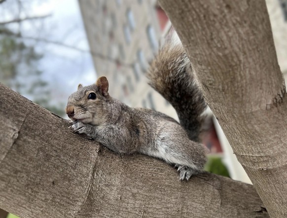 cute news tier eichhörnchen auf baum

https://www.reddit.com/r/squirrels/comments/12q9izw/just_samuel_being_a_lounging_boy/