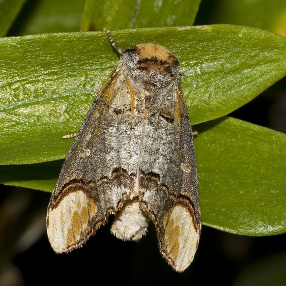 cute news tier motte mondvogel mondfleck nachtfalter schmetterling