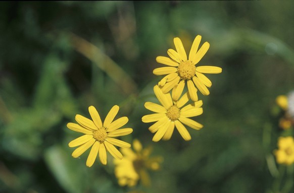 Le séneçon du Cap (Senecio inaequidens, en latin) représente un danger pour le bétail et les équidés, notamment.