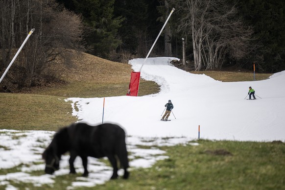 Zwergpony Ellie grast mit Blick auf die Talbfahrt aus Kunstschnee im Gruenen, aufgenommen am Freitag, 19. Dezember 2025, in Flims. (KEYSTONE/Gian Ehrenzeller)
